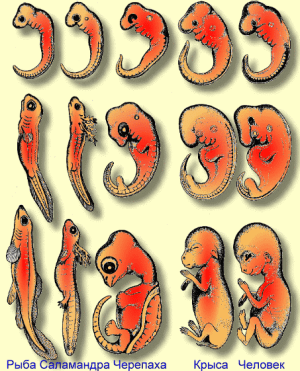 0005-006-Dannye-embriologii